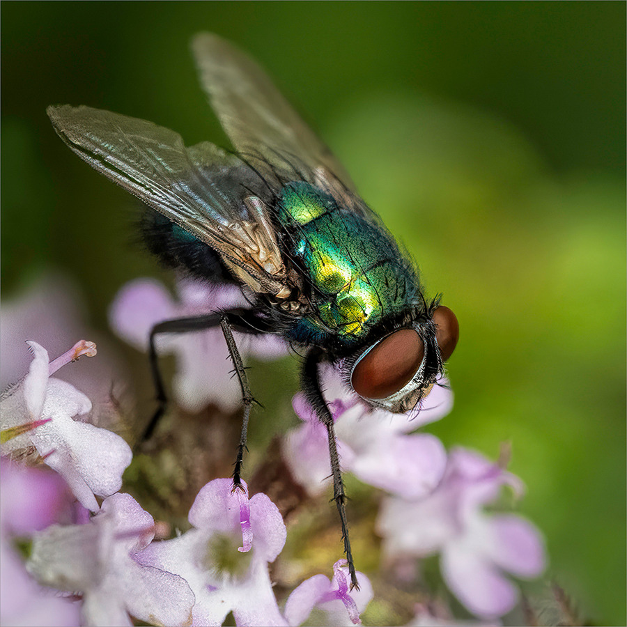 25 Greenbottle